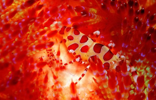Coleman's partner shrimps on fire sea urchin, Periclimenes colemani, Asthenosoma varium, Bali,