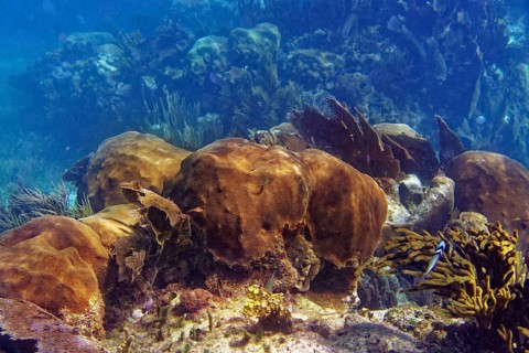 Mesoamerican barrier Great Mayan Reef in Riviera Maya of Caribbean Mexico