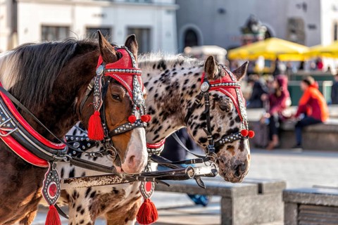 Horses with a carriage on the main square of Krakow in Poland