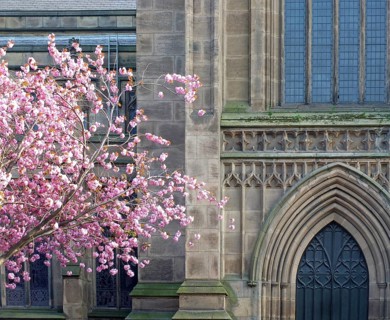 A cherry tree with pink blossom in front of the facade of leeds minster showing the front door and