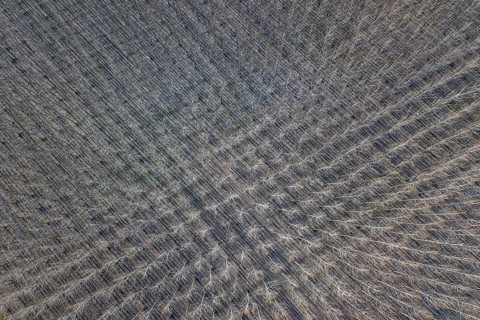 Poplar trees in row countryside Early Spring. Top View