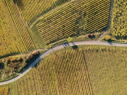 An image of a view over a vineyard at Alsace France in autumn light