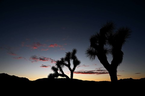 Sunset in Joshua Tree National Park, California, USA