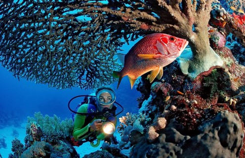 Diver observing big thorn hussar fish under table coral, Sargocentron spiniferum, Egypt, Sha'ab