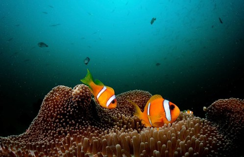 Two Red Sea Anemonefish, Amphiprion bicinctus, Djibouti, Djibouti, Africa, Afar Triangle, Gulf of