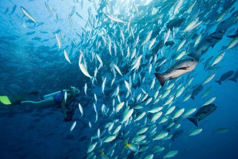 Diver and shoal of yellow-striped fusiliers and black snappers, Caesio caerulaurea, Macolor niger,