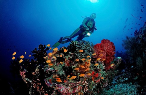 Diver at coral reef with bannerfish, Pseudanthias squamipinnis, Maldives, Indian Ocean, Meemu Atoll