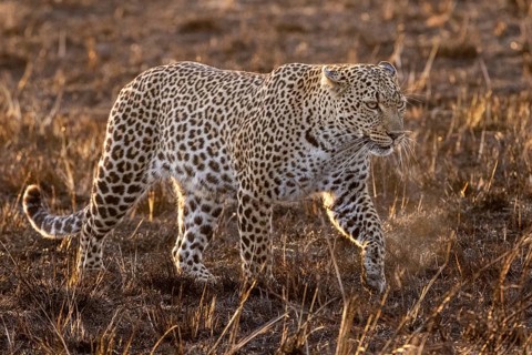 A leopard leading in the morning against the light at sunrise in the Masai Mara