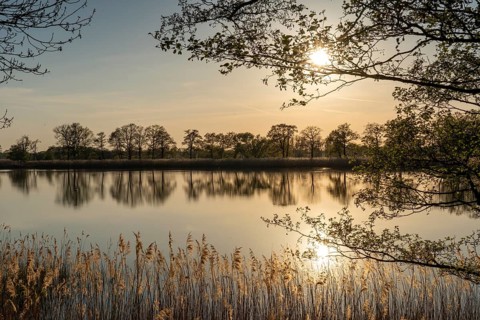 Evening atmosphere in the Upper Lusatian heath and pond landscape, Guttau pond area 4