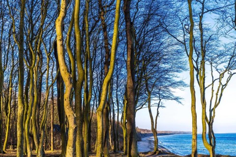 Ghost forest nienhagen