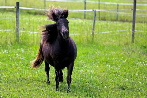 Beautiful dark bay horse in motion on green grassland at summer