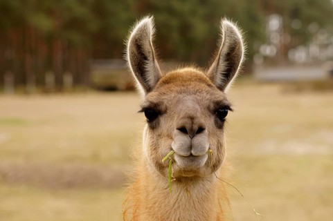 A funny looking llama with a blade of grass in its mouth