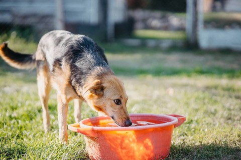 Dog drinking from an orange bucket on grass in a sunny outdoor area