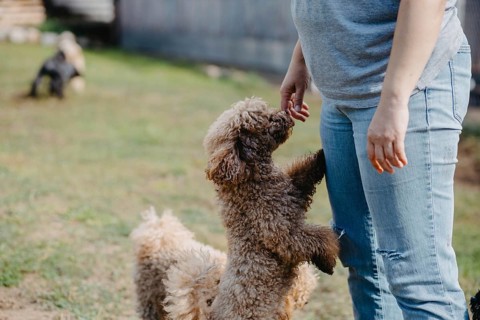 A poodle stands on its hind legs engaging with a person outdoors on a sunny day