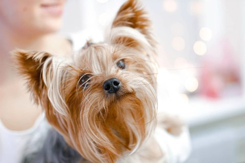 Yorkshire Terrier gently held with festive background lighting