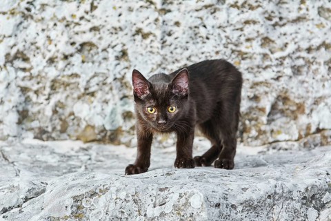Little Black Kitten on the Stone in Desert Varna, Bulgaria