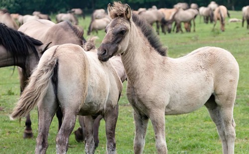 The Dülmen horses live wild near Dülmen, in the Merfelder Bruch nature reserve in North