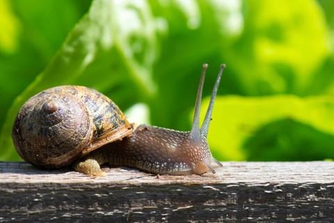 Single snail in the vegetable garden