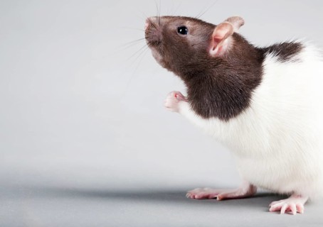 Brattleboro laboratory rat isolated on grey background
