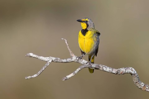 Bokmakiri Shrike, Telophorus zeylonus, (Bokmakiri nubicus), West Coast National Park, Langebaan,