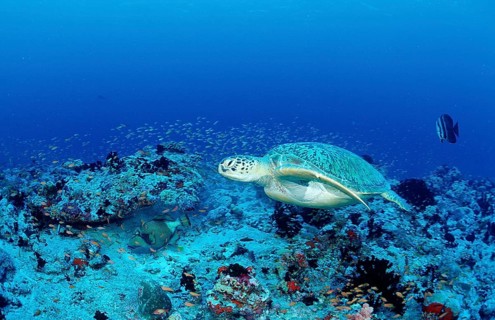 Green turtle, green turtle, Chelonia mydas, Maldives, Indian Ocean, Ari Atoll