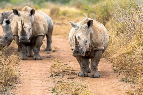 White rhinoceros or square-lipped rhinoceros is the largest extant species of rhinoceros. South