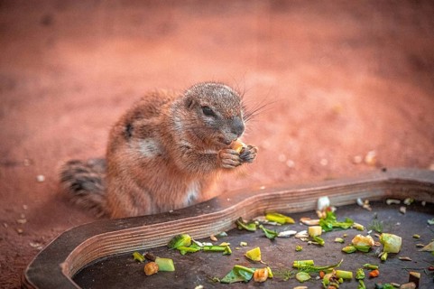 A ground squirrel (Xerinae) nibbles vegetables on a tray in a natural environment, Erfurt,