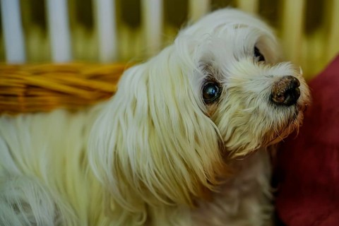 Close-up of an attentive white dog with long fur in a basket, Maltese