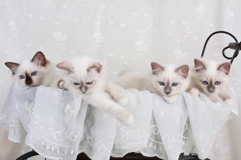 SACRED BIRMAN CAT, SACRED CAT OF BIRMA, BIRMAN CAT, LITTER, KITTEN, LITTER, SEAL-POINT, BLUE-POINT