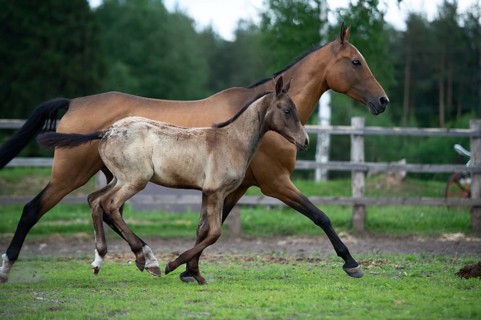 Running purebred akhalteke dam with foal in the paddock