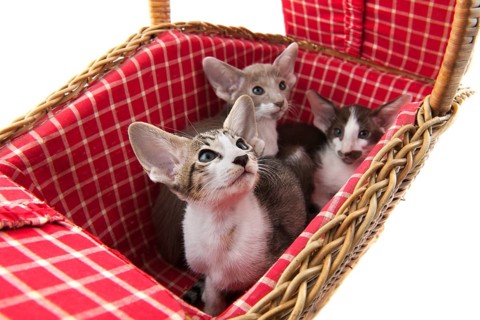 Little siamese kitten in red picnic basket