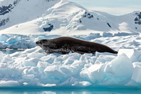 Seal lying quietly on a block of ice in front of snow-covered mountains in an Arctic environment,