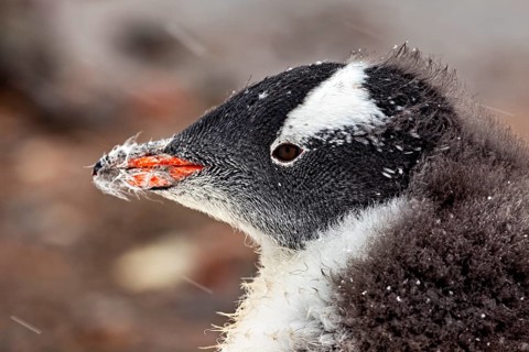Close-up of a penguin head with snow-covered fur in a natural environment, gentoo penguin