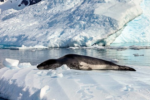 Seal on a snow-covered surface surrounded by frozen water, leopard seal (Hydrurga leptonyx) on an