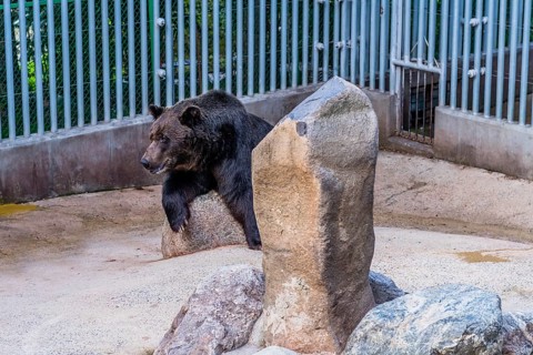 Sejong, South Korea, August 5, 2019: Large adult black bear resting against boulder in cage at