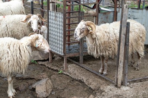 Sheep waiting to be milked in a closure of their summer transhumance on the alps of the Vallon de