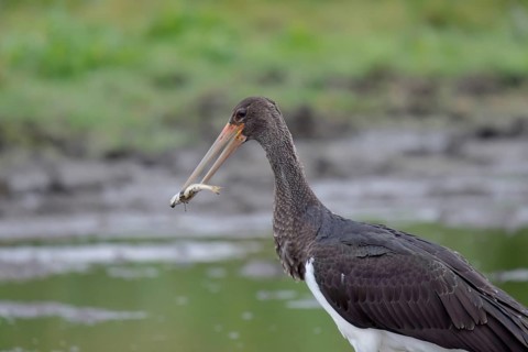 Young black stork with prey