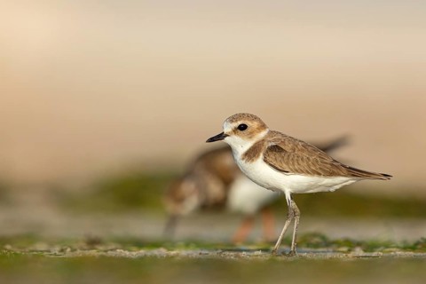 Animals, birds, plover, Kentish plover, (Charadrius alexandrinus), biotope, habitat, foraging, Barr