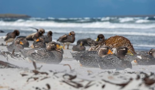 Falkland Steamer Duck, steamer ducks, duck birds, colony, winter, ice, snow, Antarctica, group,