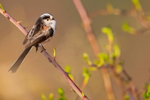 Long-tailed Tit, (Aegithalos caudatus), songbird, animals, birds, family of tits, Nahe valley,