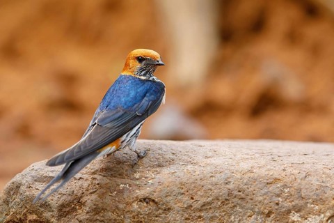 Maiden Swallow, (Cecropis abyssinica), (Hirundo abyssinica), family of swallows, biotope, habitat,
