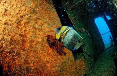 Cortez angelfish in a shipwreck, Pomacanthus zonipectus, Mexico, Sea of Cortez, Lower California,