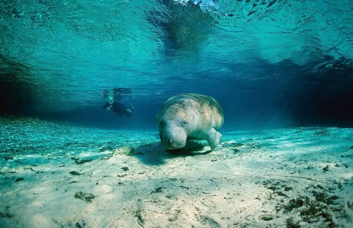 Round-tailed manatee, Trichechus manatus latirostris, USA, Florida, FL, Crystal River