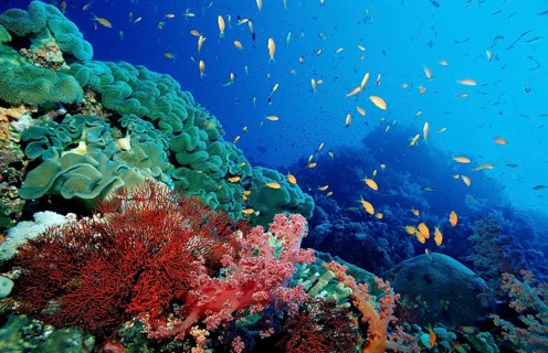 Hawkbill and coral reef, Pseudanthias squamipinnis, Egypt, Africa, Sinai, Sharm el Sheik, Red Sea