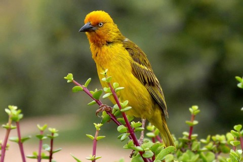 South Africa, Africa, weaver bird, Cape Weaver, Cape Weaver, Cape Town, Ploceidae, Kruger National