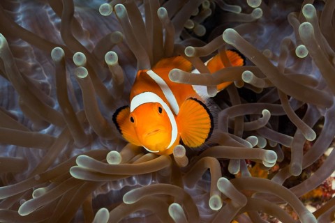 Orange skunk clownfish, Amphiprion ocellaris, Raja Ampat, West Papua, Indonesia
