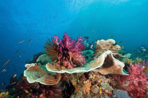 Healthy coral reef, Raja Ampat, West Papua, Indonesia