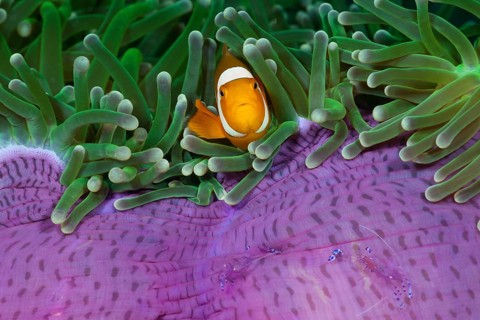 Orange skunk clownfish in magnificent anemone, Amphiprion ocellaris, Heteractis magnifica,