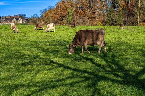Grazing cows in a pasture with the shade of a tree in autumn, Leimbach, Thurgau, Switzerland