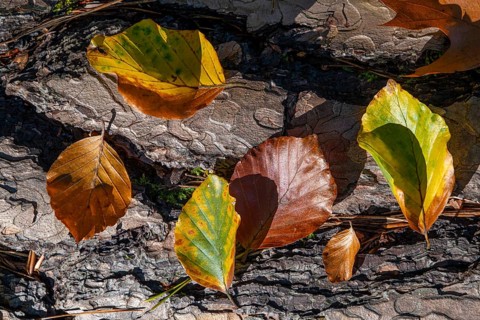 Autumn-coloured leaves lie on the bark of a dead tree in the forest, Offenbach am Main, Hesse,